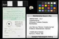 Foto (Objekt + Etiketten) von Culmenformosa sp. 